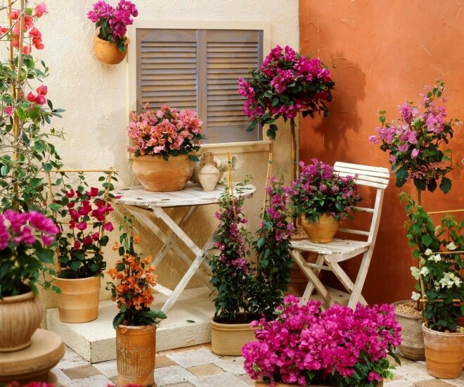 Chỉ cần &#34;mạnh tay&#34; ở 3 điểm, 1 cây hoa giấy sẽ nở tới 500 bông, nở quanh năm bất chấp mùa đông - 1