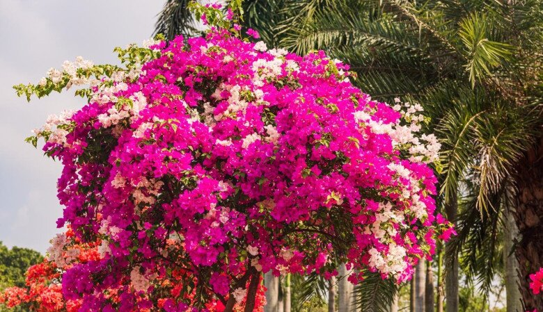 Chỉ cần &#34;mạnh tay&#34; ở 3 điểm, 1 cây hoa giấy sẽ nở tới 500 bông, nở quanh năm bất chấp mùa đông - 2