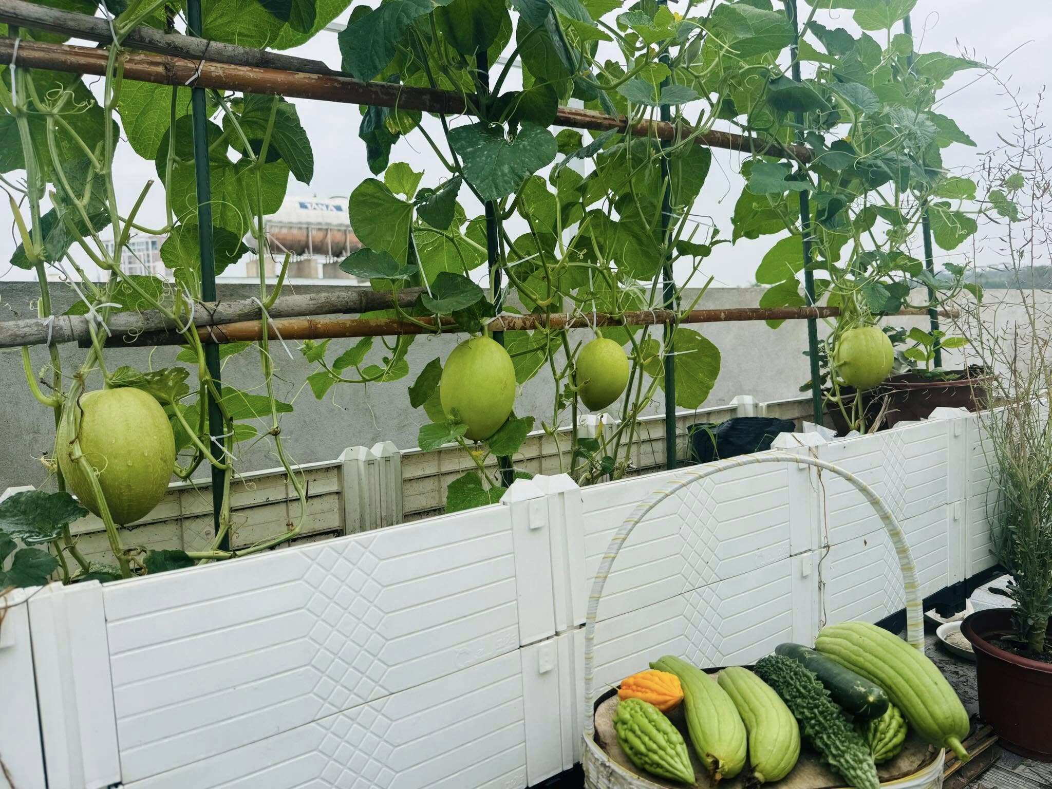 Cô giáo Quảng Ninh chi hơn 100 triệu trồng rau nuôi gà trên sân thượng: Ở trường gieo yêu thương, về nhà gieo mầm - 5