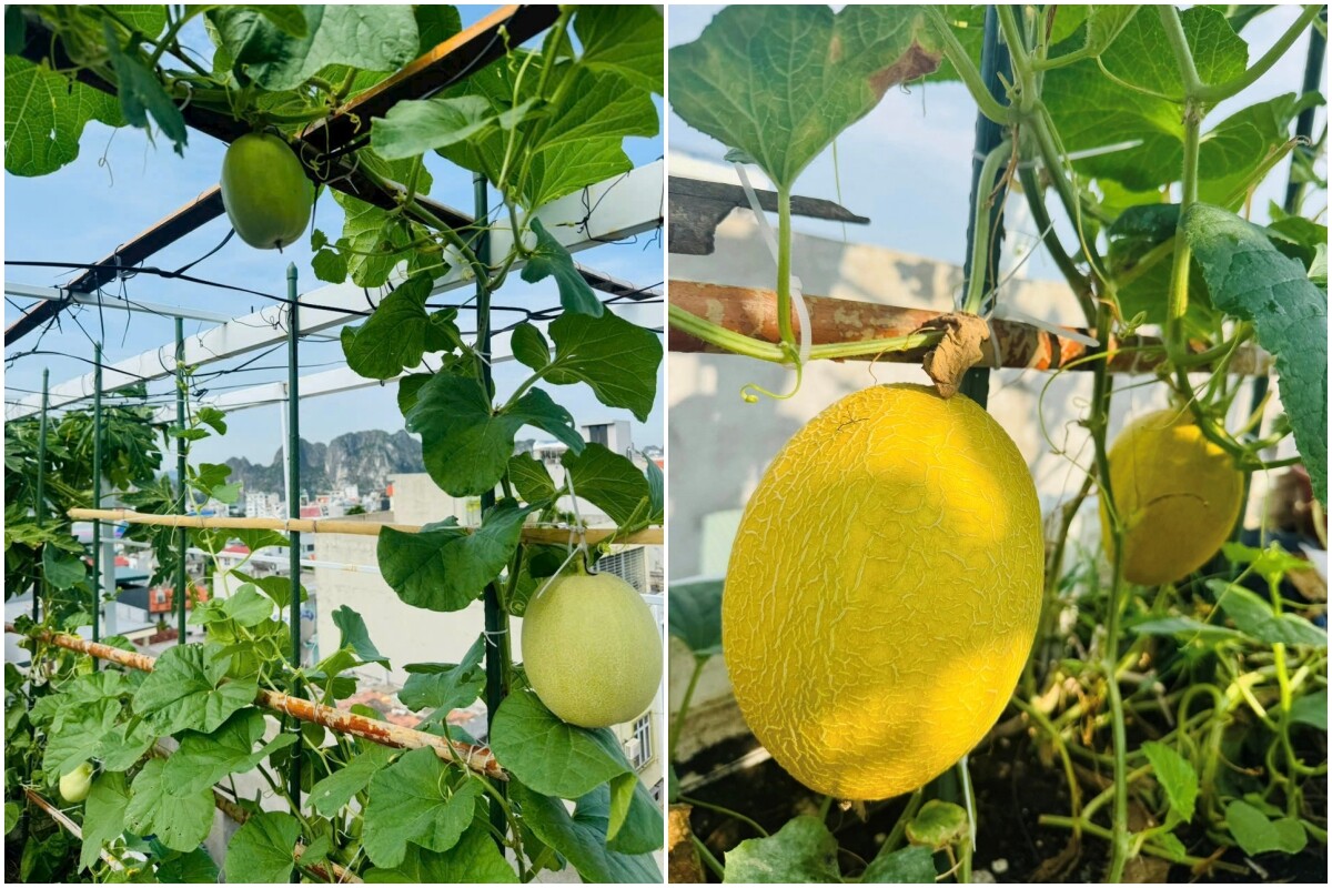 Cô giáo Quảng Ninh chi hơn 100 triệu trồng rau nuôi gà trên sân thượng: Ở trường gieo yêu thương, về nhà gieo mầm - 6