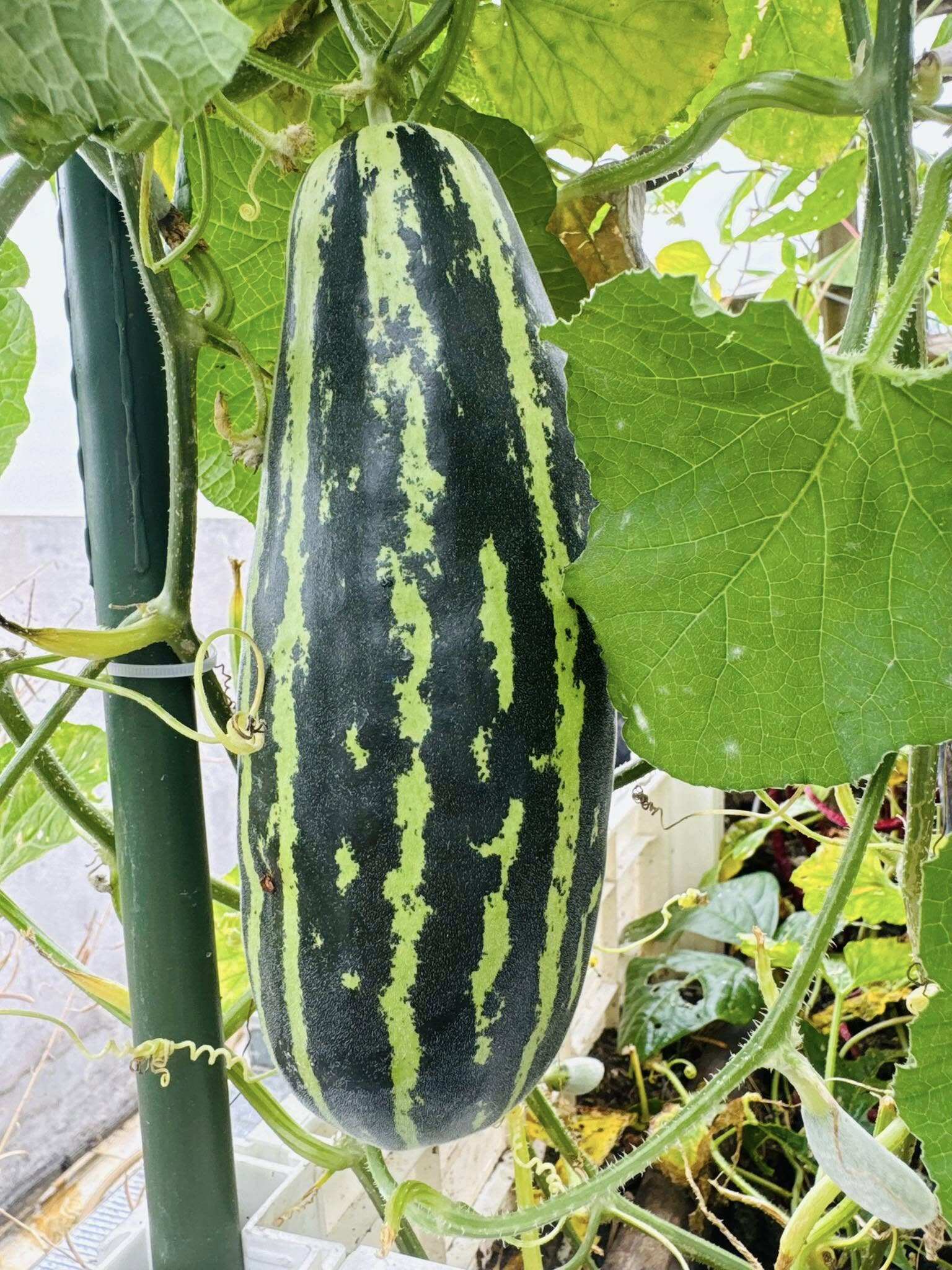 Cô giáo Quảng Ninh chi hơn 100 triệu trồng rau nuôi gà trên sân thượng: Ở trường gieo yêu thương, về nhà gieo mầm - 7