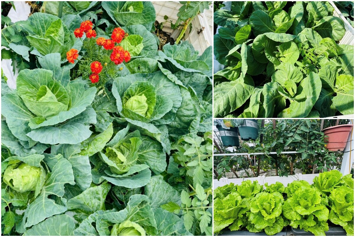 Cô giáo Quảng Ninh chi hơn 100 triệu trồng rau nuôi gà trên sân thượng: Ở trường gieo yêu thương, về nhà gieo mầm - 11