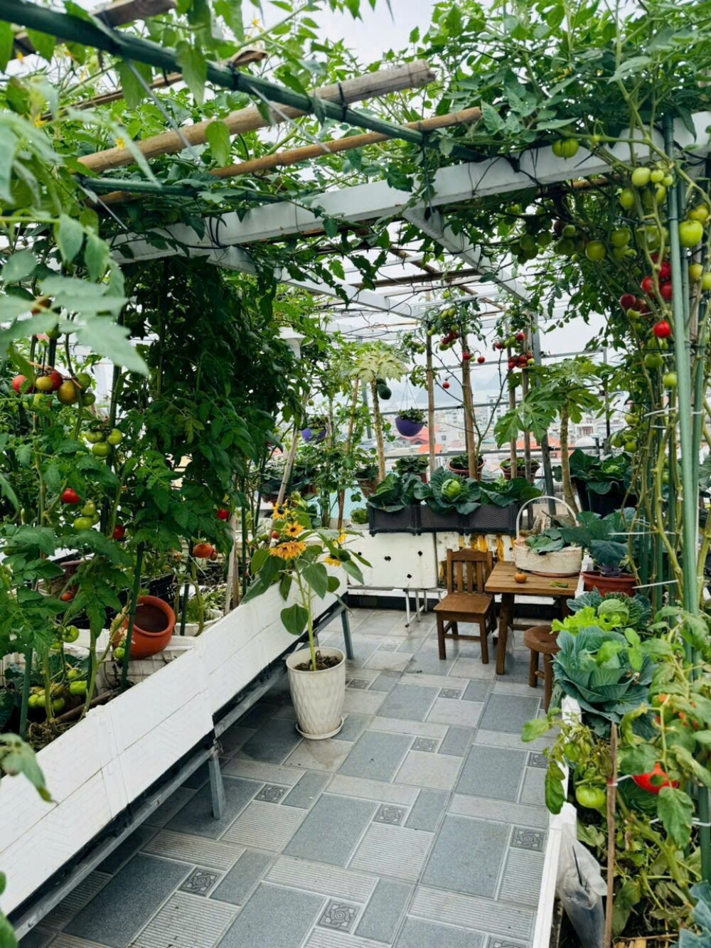 Cô giáo Quảng Ninh chi hơn 100 triệu trồng rau nuôi gà trên sân thượng: Ở trường gieo yêu thương, về nhà gieo mầm - 3