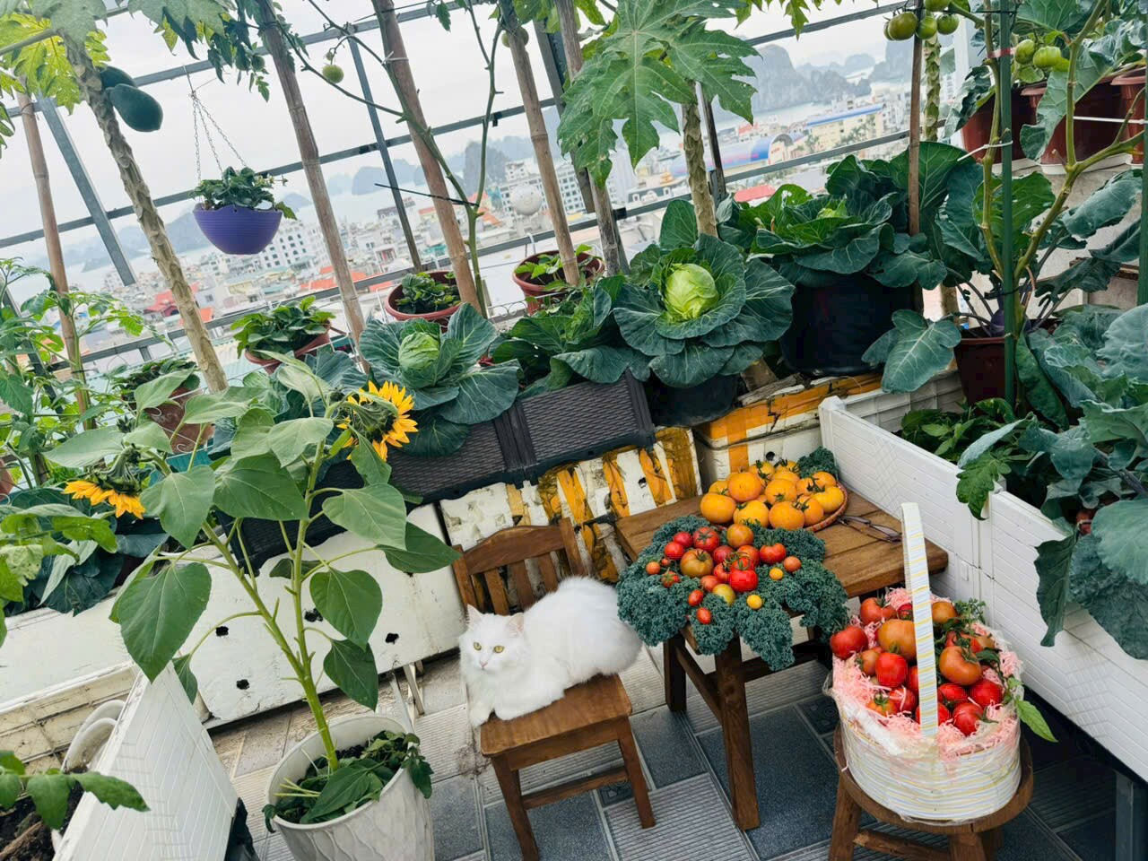 Cô giáo Quảng Ninh chi hơn 100 triệu trồng rau nuôi gà trên sân thượng: Ở trường gieo yêu thương, về nhà gieo mầm - 4