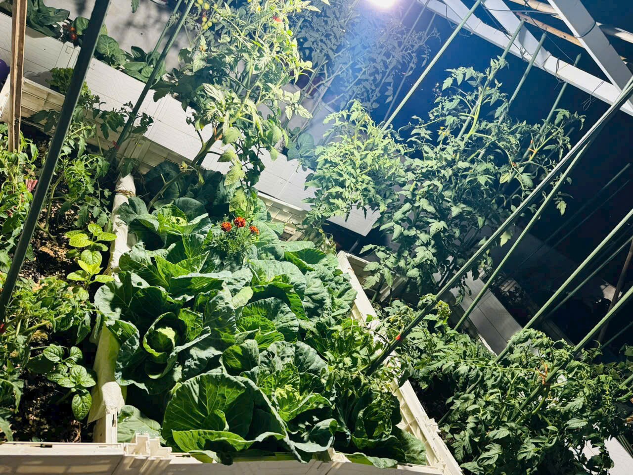 Cô giáo Quảng Ninh chi hơn 100 triệu trồng rau nuôi gà trên sân thượng: Ở trường gieo yêu thương, về nhà gieo mầm - 10