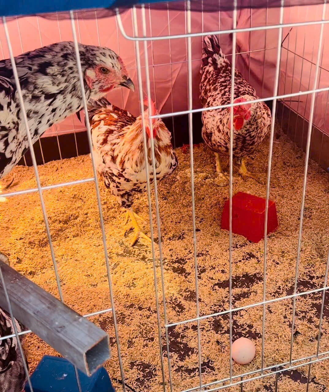 Cô giáo Quảng Ninh chi hơn 100 triệu trồng rau nuôi gà trên sân thượng: Ở trường gieo yêu thương, về nhà gieo mầm - 8