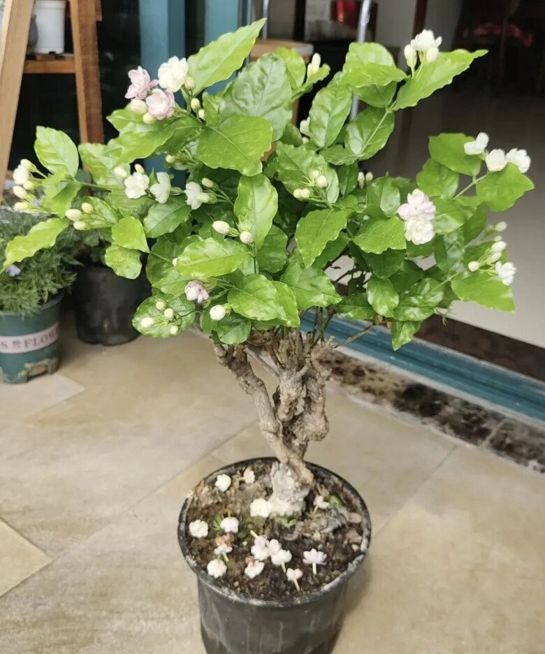 4 loài hoa càng trồng càng đẹp người, đẹp nhà, lại còn ăn được, giúp cơ thể khỏe từ trong ra ngoài - 4