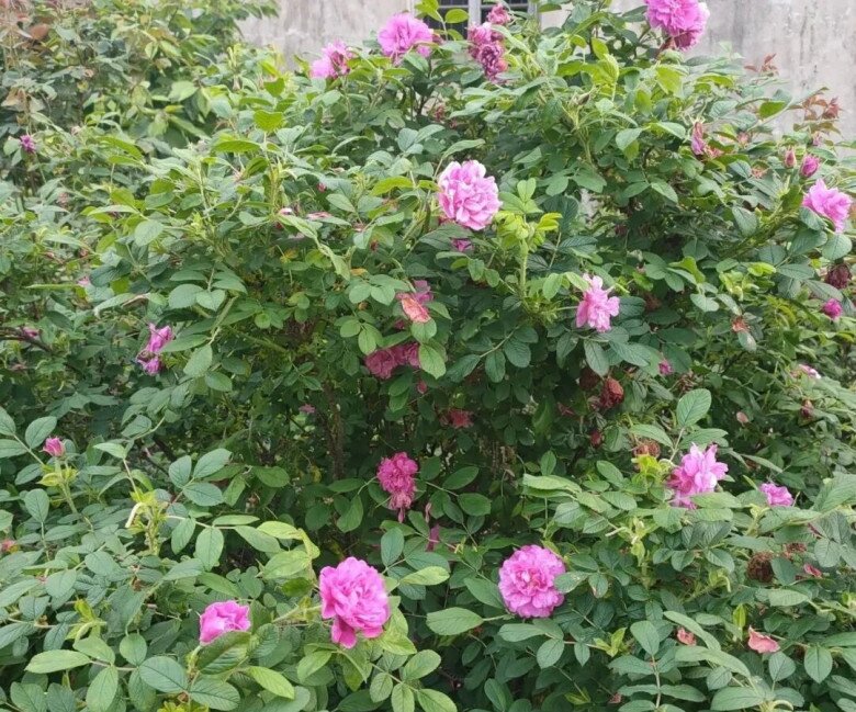 4 loài hoa càng trồng càng đẹp người, đẹp nhà, lại còn ăn được, giúp cơ thể khỏe từ trong ra ngoài - 3