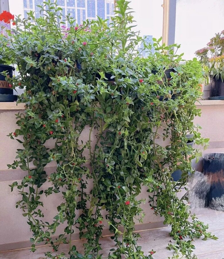 4 loài hoa càng trồng càng đẹp người, đẹp nhà, lại còn ăn được, giúp cơ thể khỏe từ trong ra ngoài - 2