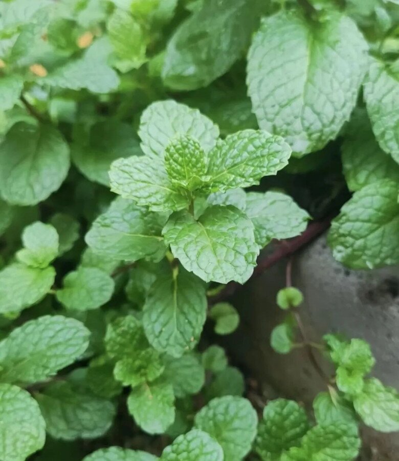 4 loài hoa càng trồng càng đẹp người, đẹp nhà, lại còn ăn được, giúp cơ thể khỏe từ trong ra ngoài - 6