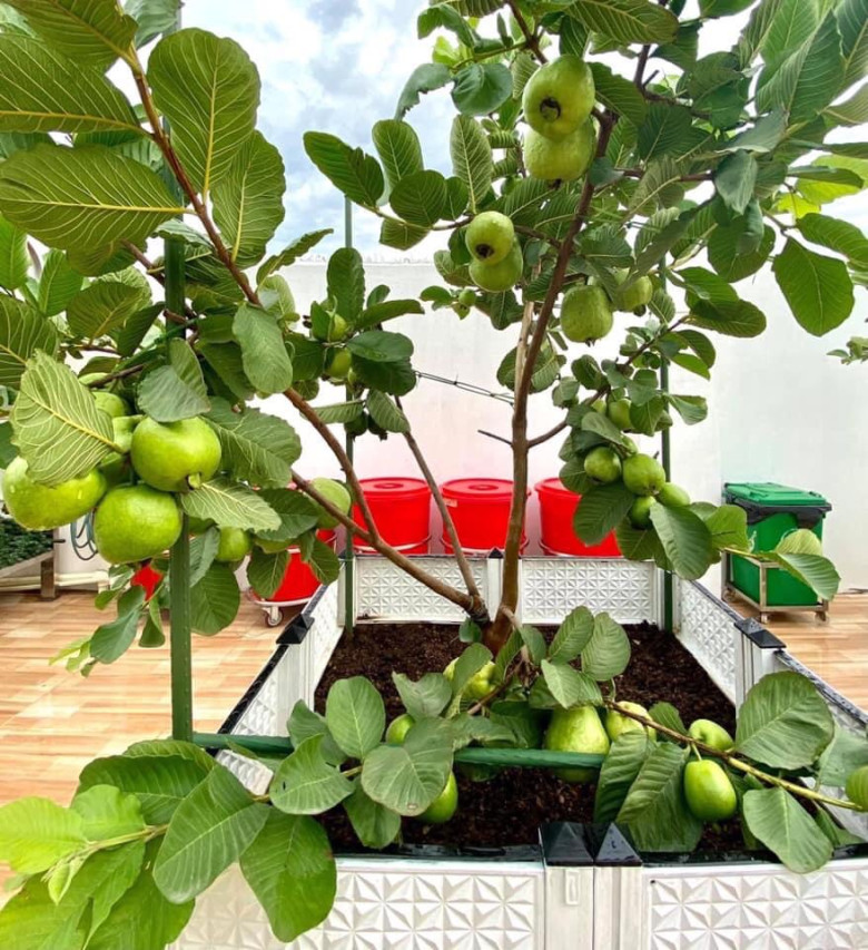 Lá này kho cá cực ngon, quả chứa vitamin C gấp 4 lần cam, trồng một cây gia đình đời đời hưng thịnh - 8