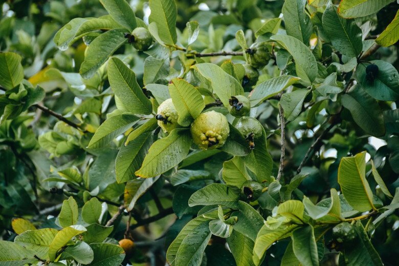 Lá này kho cá cực ngon, quả chứa vitamin C gấp 4 lần cam, trồng một cây gia đình đời đời hưng thịnh - 2