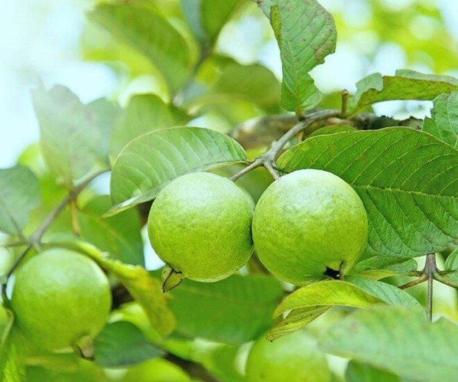 Lá này kho cá cực ngon, quả chứa vitamin C gấp 4 lần cam, trồng một cây gia đình đời đời hưng thịnh - 1