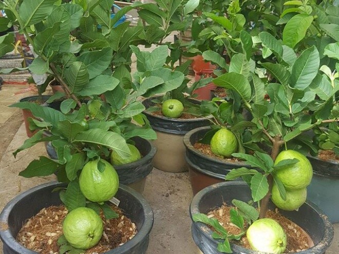 Lá này kho cá cực ngon, quả chứa vitamin C gấp 4 lần cam, trồng một cây gia đình đời đời hưng thịnh - 7