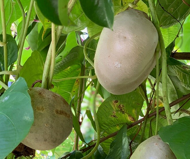 Loại củ mọc hoang nay thành đặc sản, nhuận tràng hơn khoai lang, cực dễ trồng, củ chạm đất liền bén rễ - 1