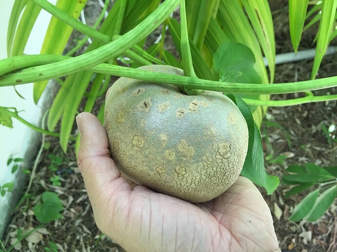 Loại củ mọc hoang nay thành đặc sản, nhuận tràng hơn khoai lang, cực dễ trồng, củ chạm đất liền bén rễ - 5