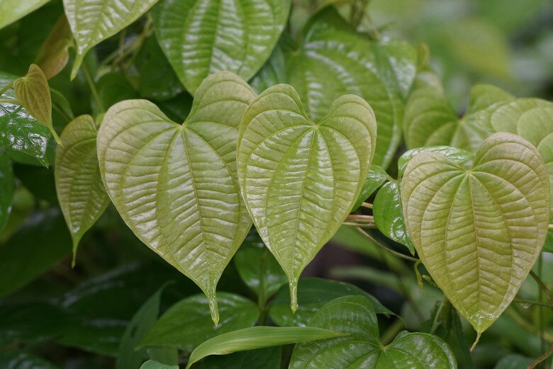 Loại củ mọc hoang nay thành đặc sản, nhuận tràng hơn khoai lang, cực dễ trồng, củ chạm đất liền bén rễ - 2