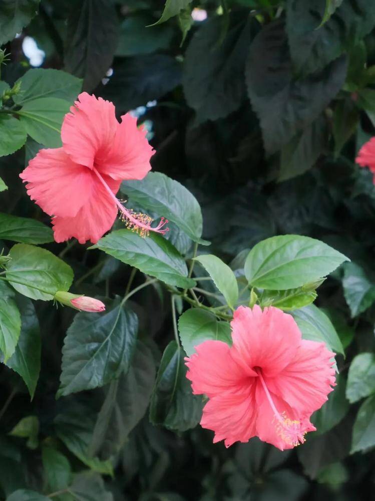 Loài hoa quý hơn vàng, nở 300 ngày mỗi năm, dễ trồng hơn hoa hồng gấp 10 lần, lá và hoa nấu lên thành đặc sản nức tiếng - 1