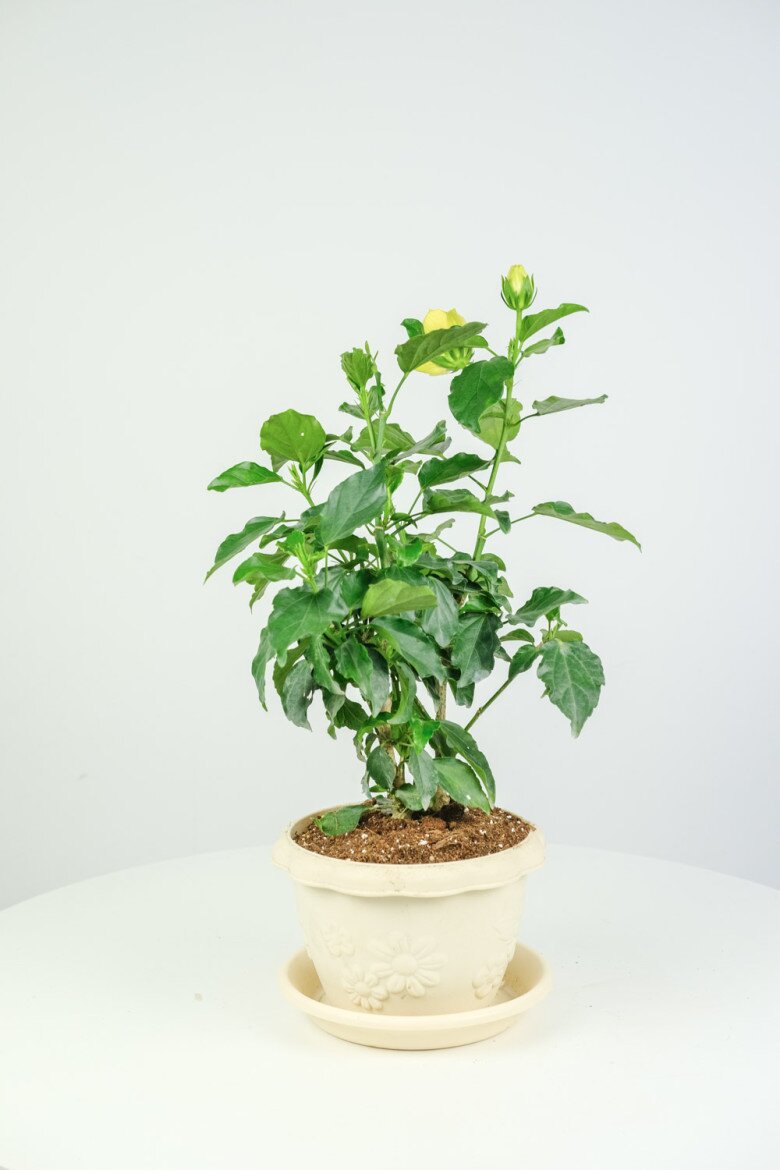 Loài hoa quý hơn vàng, nở 300 ngày mỗi năm, dễ trồng hơn hoa hồng gấp 10 lần, lá và hoa nấu lên thành đặc sản nức tiếng - 6