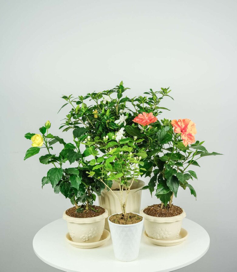 Loài hoa quý hơn vàng, nở 300 ngày mỗi năm, dễ trồng hơn hoa hồng gấp 10 lần, lá và hoa nấu lên thành đặc sản nức tiếng - 7