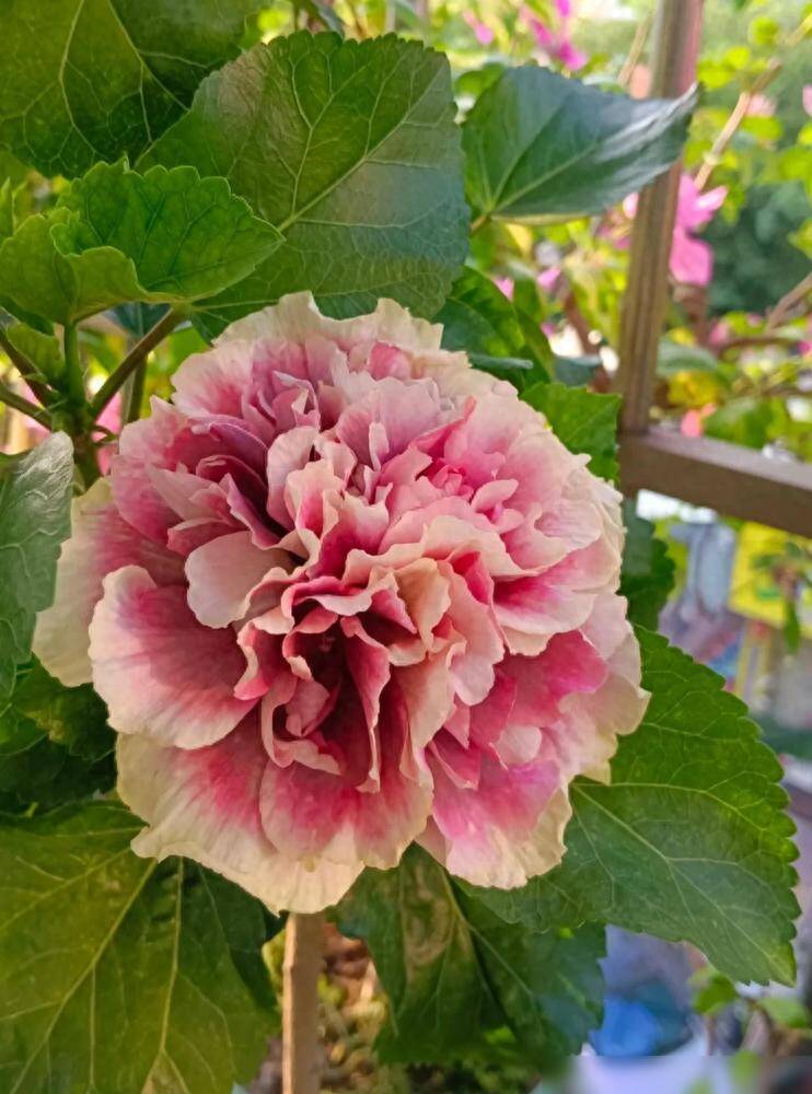 Loài hoa quý hơn vàng, nở 300 ngày mỗi năm, dễ trồng hơn hoa hồng gấp 10 lần, lá và hoa nấu lên thành đặc sản nức tiếng - 2