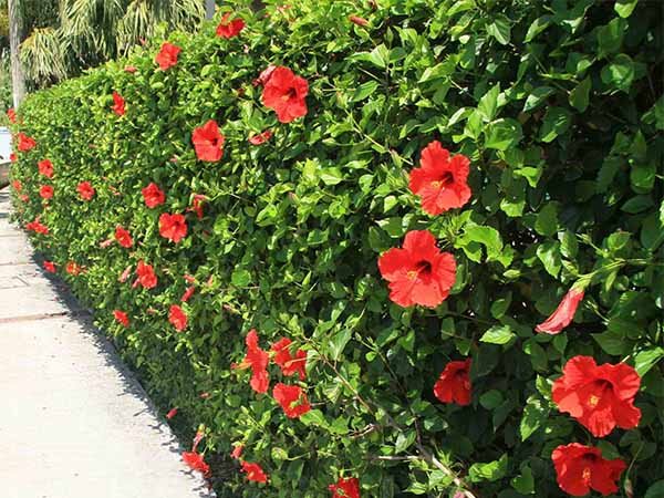 Loài hoa quý hơn vàng, nở 300 ngày mỗi năm, dễ trồng hơn hoa hồng gấp 10 lần, lá và hoa nấu lên thành đặc sản nức tiếng - 4