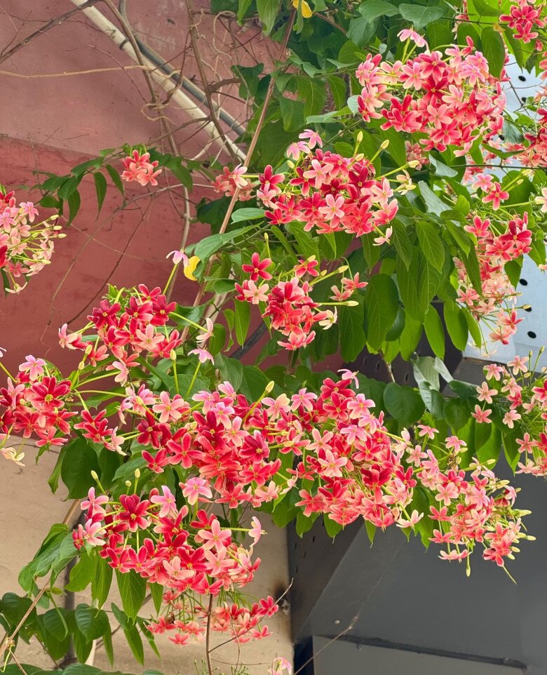 Loài hoa rực rỡ hơn hoa giấy, thơm ngọt ngào như socola, nở suốt 3 mùa cả nghìn bông, trồng trước nhà sẽ mang tới điềm lành - 4