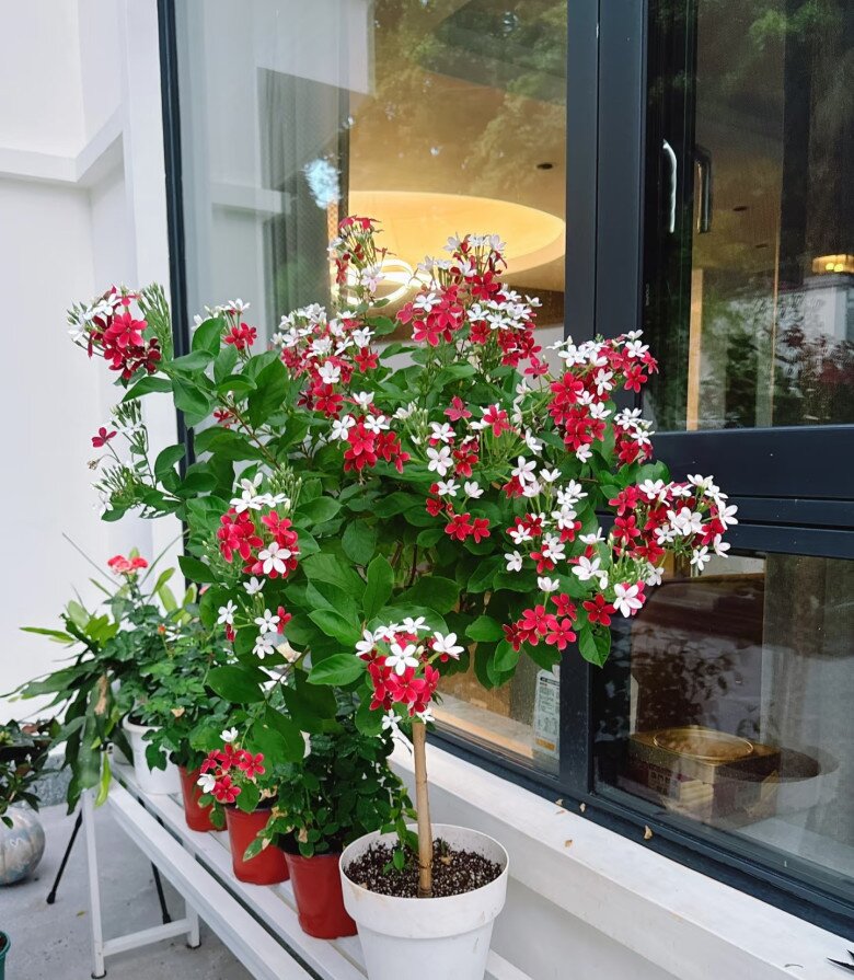 Loài hoa rực rỡ hơn hoa giấy, thơm ngọt ngào như socola, nở suốt 3 mùa cả nghìn bông, trồng trước nhà sẽ mang tới điềm lành - 5