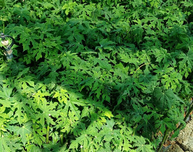 “Lộc trời” vứt thành đống cũng đâm chồi nảy lộc, giá 100.000 đồng/kg, trồng trong chậu một lần sẽ ăn suốt nhiều năm - 6