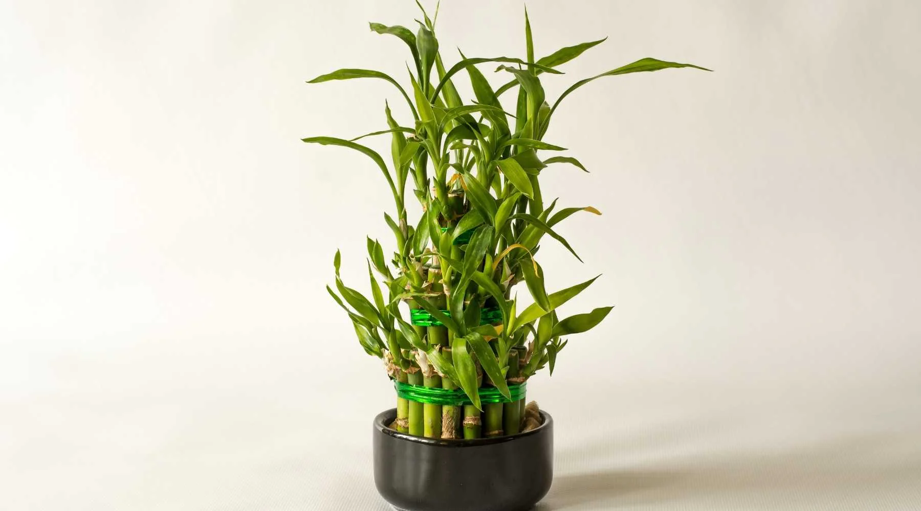 Mùng 1 người thuộc 2 mệnh này đặt trúc phát tài lên bàn thờ sẽ cải vận, từ giờ đến cuối năm làm gì cũng thuận - 4