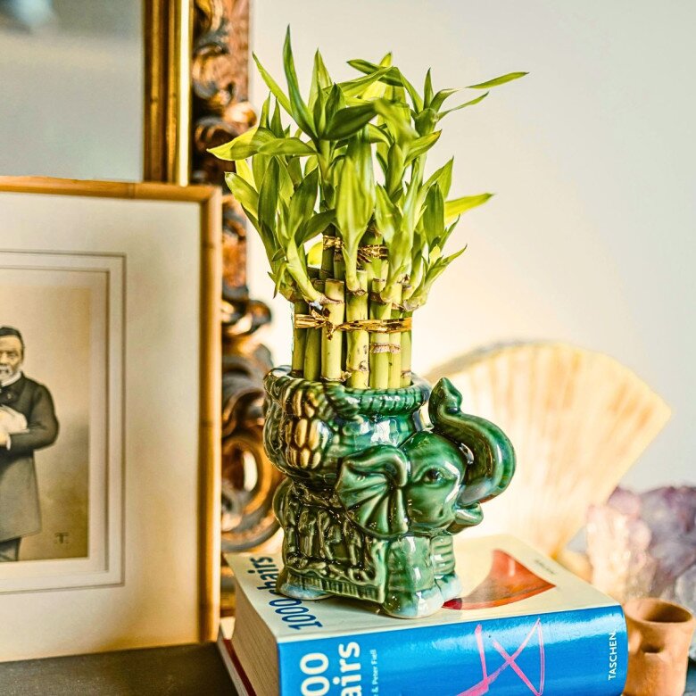 Mùng 1 người thuộc 2 mệnh này đặt trúc phát tài lên bàn thờ sẽ cải vận, từ giờ đến cuối năm làm gì cũng thuận - 8