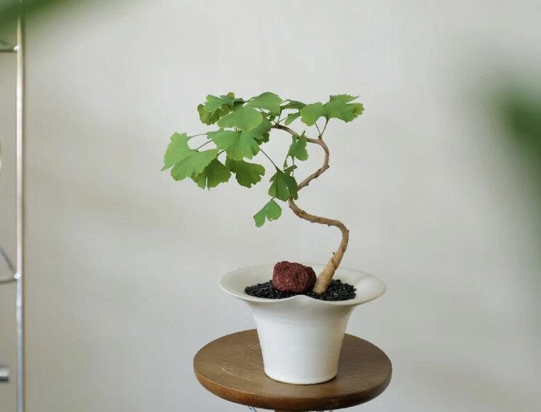 Người xưa nói: “3 cây vào nhà, muốn không giàu cũng khó, gia chủ gặp dữ cũng hóa lành” - 3