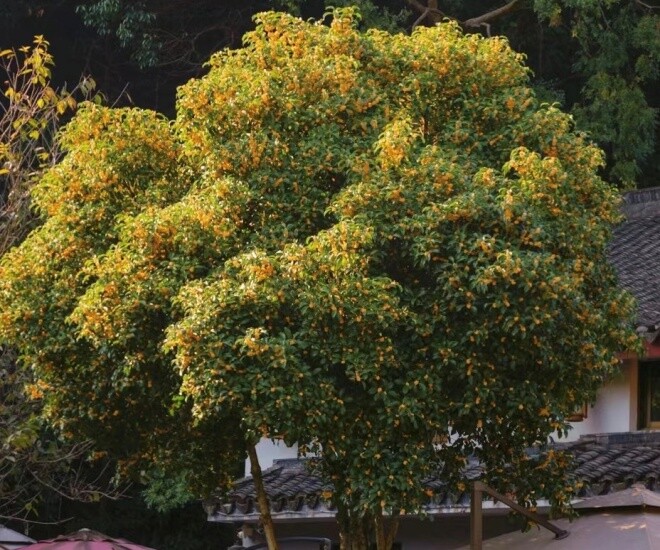 Người xưa nói: “3 cây vào nhà, muốn không giàu cũng khó, gia chủ gặp dữ cũng hóa lành” - 1