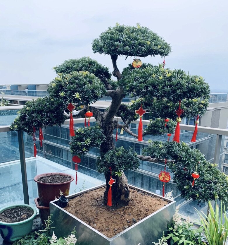 Người xưa nói: “3 cây vào nhà, muốn không giàu cũng khó, gia chủ gặp dữ cũng hóa lành” - 2