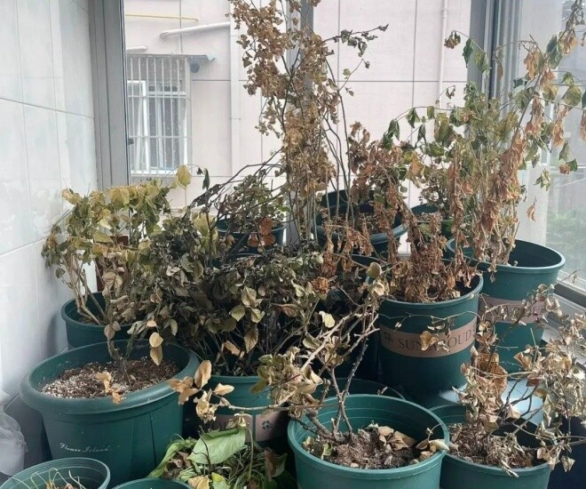 Người xưa nói: "Ban công có 3 loại hoa, nhà nghèo khó phát”, kiểm tra xem nhà bạn có không - 1