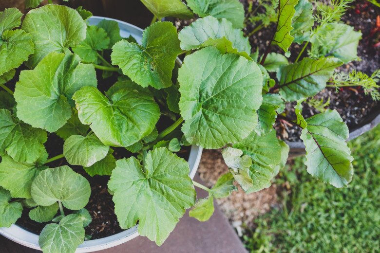 Quả này ruột toàn sợi giá 150.000 đồng/kg, trồng được quanh năm, chăm cực dễ, 3 tháng sẽ cho thu hoạch - 5