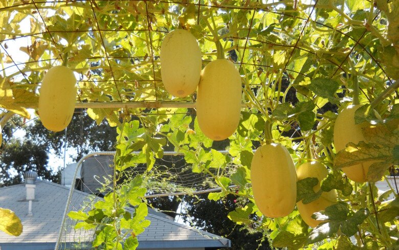 Quả này ruột toàn sợi giá 150.000 đồng/kg, trồng được quanh năm, chăm cực dễ, 3 tháng sẽ cho thu hoạch - 4