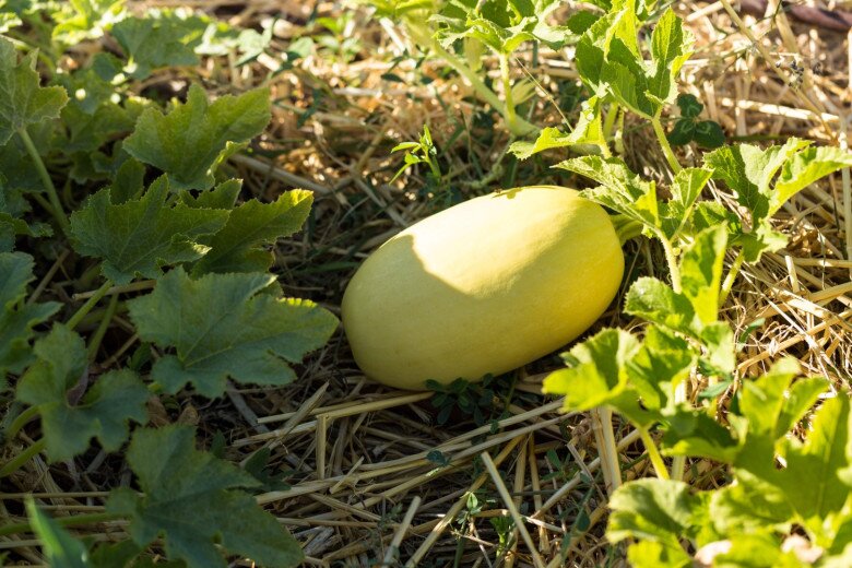 Quả này ruột toàn sợi giá 150.000 đồng/kg, trồng được quanh năm, chăm cực dễ, 3 tháng sẽ cho thu hoạch - 6