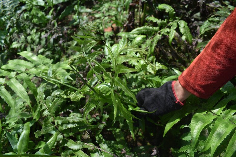 Rau mọc dại đầy Việt Nam nay là đặc sản, Trung Quốc ví là &#34;rau trường sinh&#34;, trồng 2 tháng cho thu hoạch - 4
