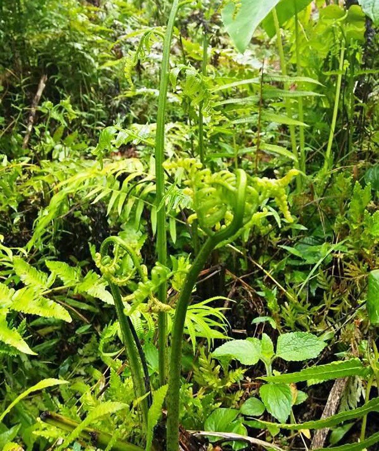 Rau mọc dại đầy Việt Nam nay là đặc sản, Trung Quốc ví là &#34;rau trường sinh&#34;, trồng 2 tháng cho thu hoạch - 2