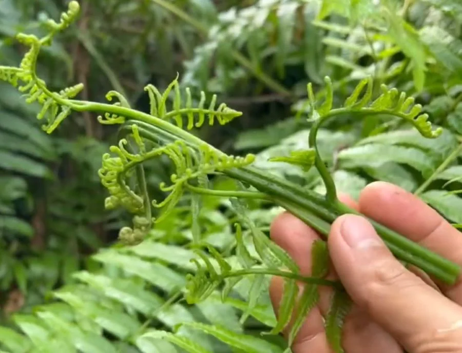 Rau mọc dại đầy Việt Nam nay là đặc sản, Trung Quốc ví là &#34;rau trường sinh&#34;, trồng 2 tháng cho thu hoạch - 1