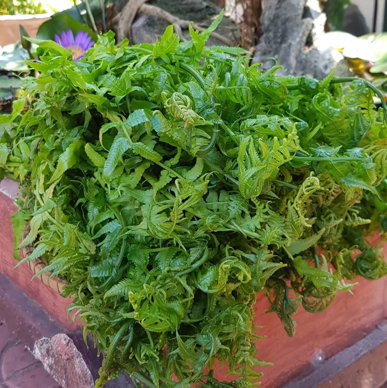 Rau mọc dại đầy Việt Nam nay là đặc sản, Trung Quốc ví là &#34;rau trường sinh&#34;, trồng 2 tháng cho thu hoạch - 5