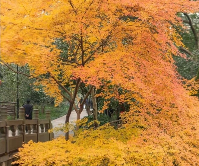 Trồng 4 cây &#34;báu vật truyền đời&#34; này trong sân nhà, tiền tài tự đến, phúc lộc nở hoa - 1