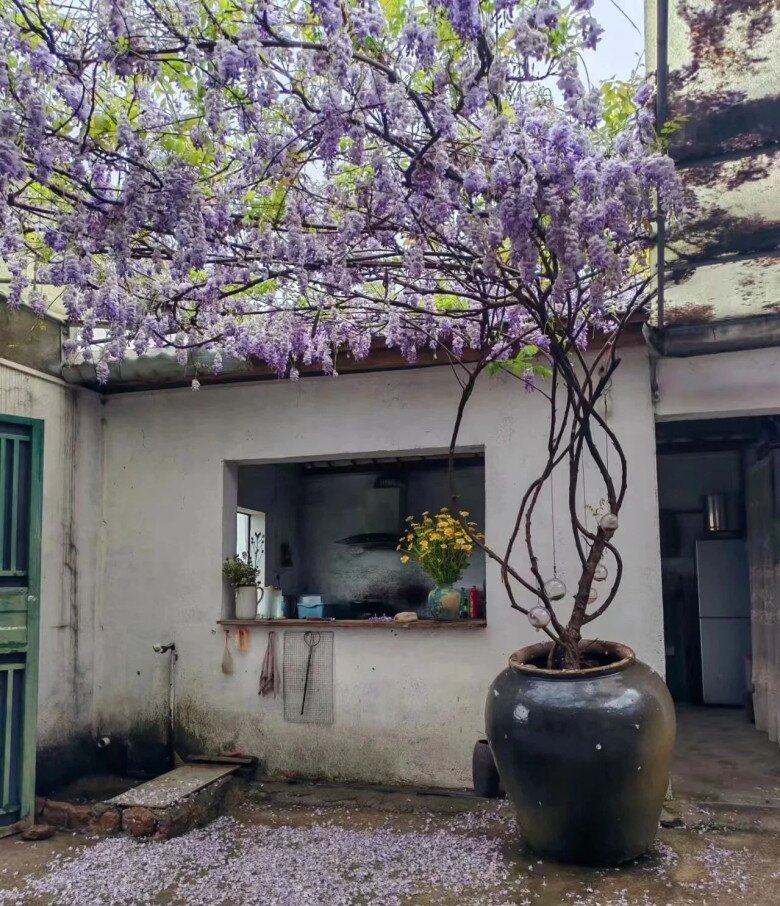 Trồng 4 cây &#34;báu vật truyền đời&#34; này trong sân nhà, tiền tài tự đến, phúc lộc nở hoa - 3