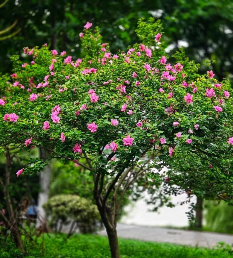 Trồng 4 cây &#34;báu vật truyền đời&#34; này trong sân nhà, tiền tài tự đến, phúc lộc nở hoa - 6