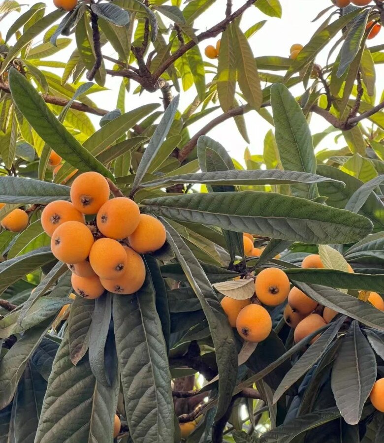 Trồng 4 cây &#34;báu vật truyền đời&#34; này trong sân nhà, tiền tài tự đến, phúc lộc nở hoa - 5