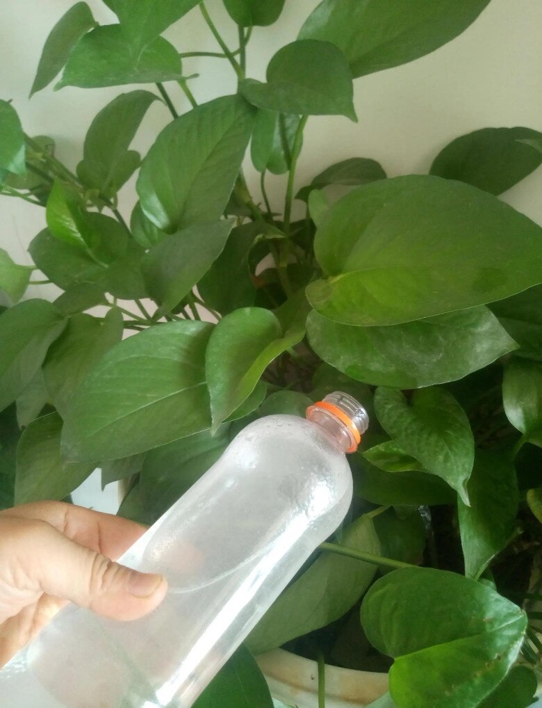 Trồng trầu bà không cần phân bón, tưới 2 thứ nước này lá xanh như bôi mỡ, một chậu thành 4 chậu - 3