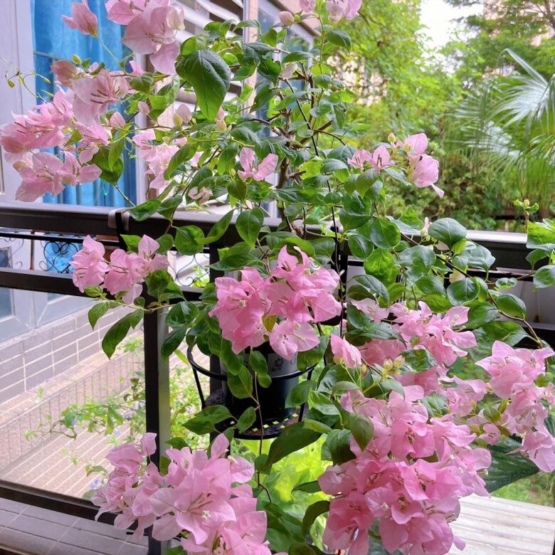 Tưới 4 bát “nước thần” này trong 15 ngày, hoa nở bung thành chùm to như cái bát, ban công hóa thành biển hoa - 3