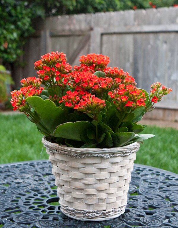 4 loại cây &#34;sản xuất oxy&#34; một cách bí mật vào ban đêm, trồng một chậu trong phòng sẽ giúp bạn ngủ ngon hơn - 3