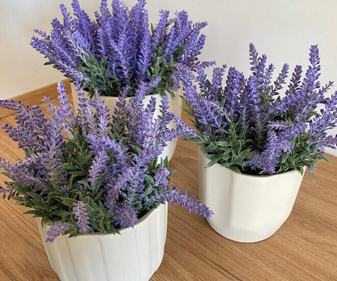 4 loại cây &#34;sản xuất oxy&#34; một cách bí mật vào ban đêm, trồng một chậu trong phòng sẽ giúp bạn ngủ ngon hơn - 2